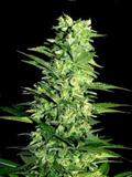 Cannabis sativa